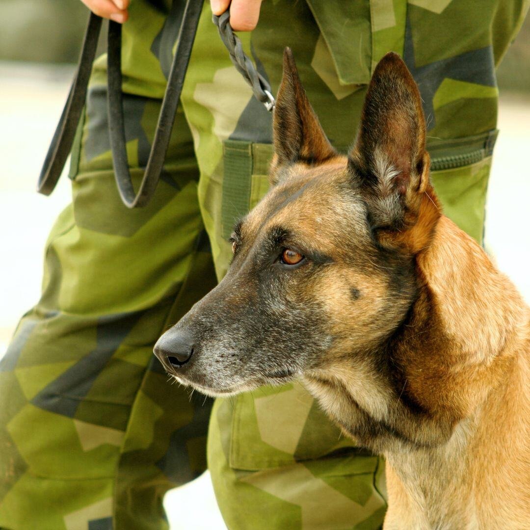 working_dog 